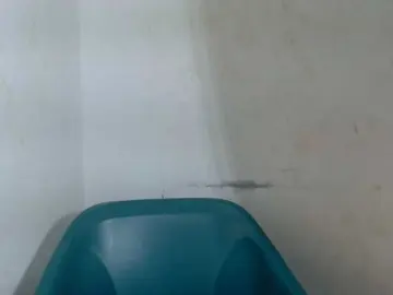 Bongacams Live Sex Cam of Sugarxpussy